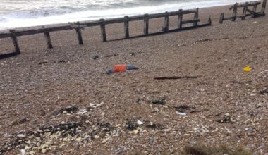 Sussex animal services react to dead seal at Pevensey Bay