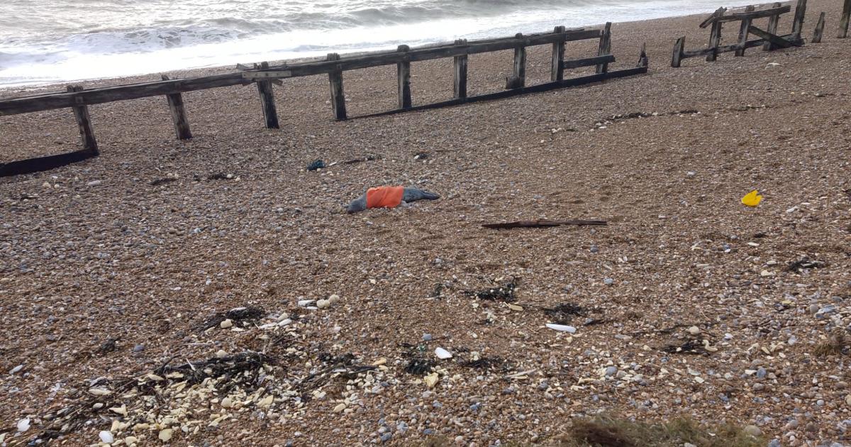 Sussex animal services react to dead seal at Pevensey Bay