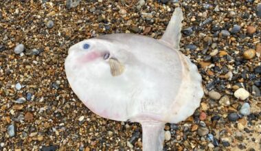 Rare sunfish found on East Runton beach near Cromer