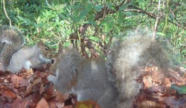 Anglesey: Conservationists fear for future of red squirrels