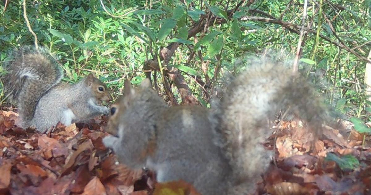 Anglesey: Conservationists fear for future of red squirrels