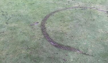 Dalmuir Golf Course trust hits out after bikes damage green