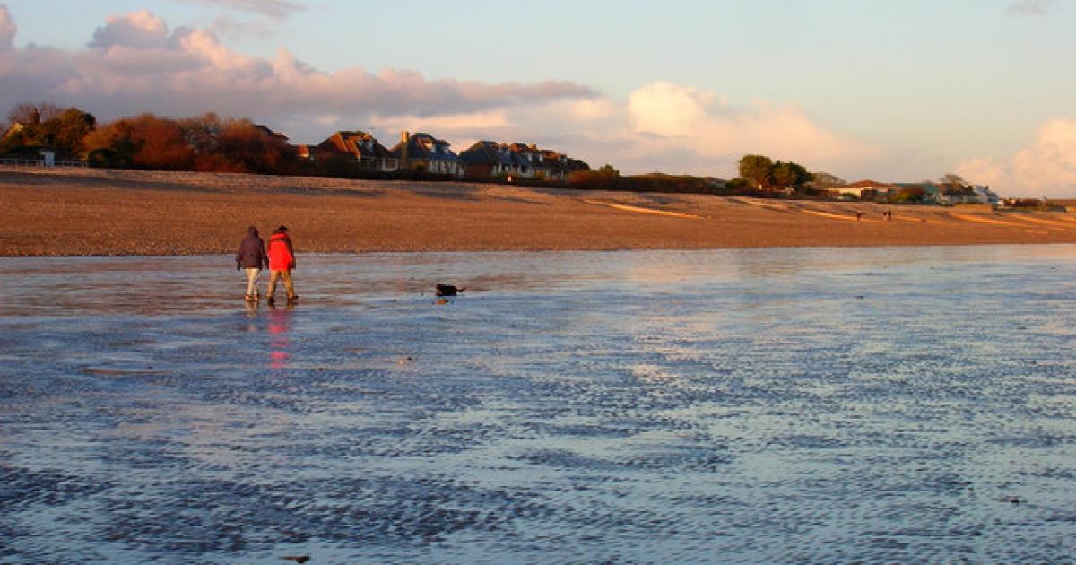 Creature's rotting body washes up on West Sussex beach