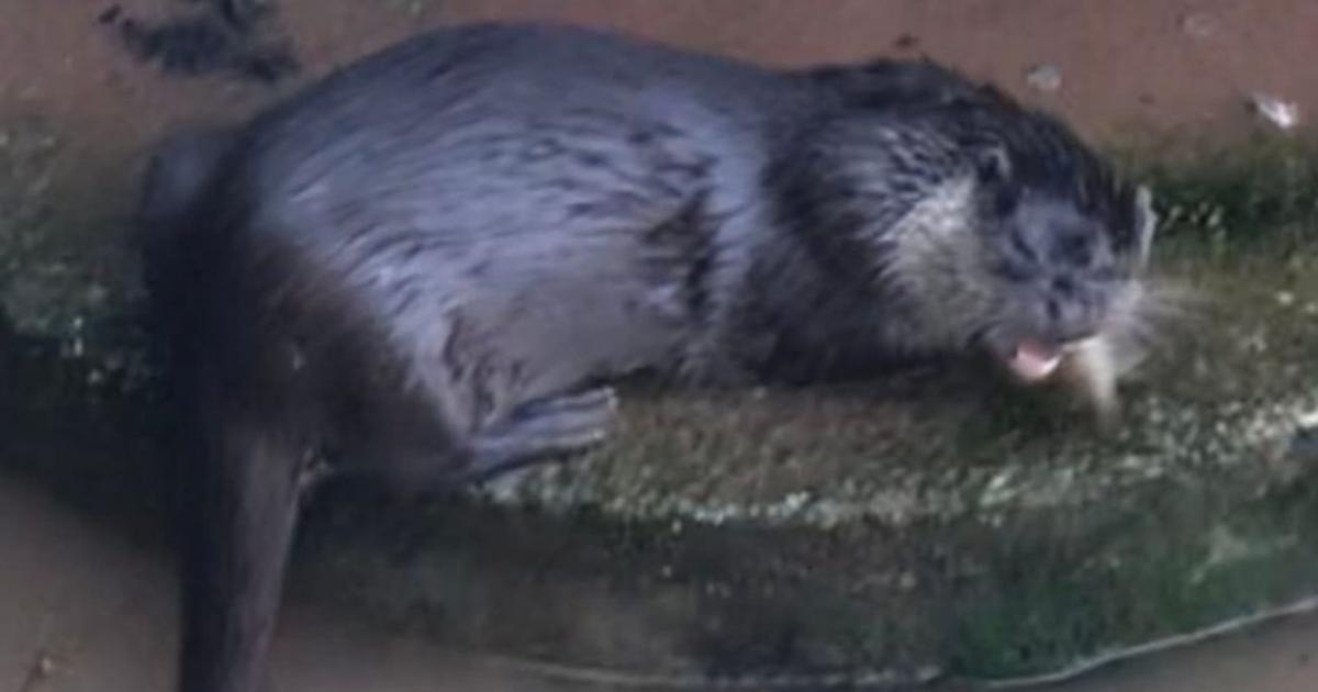 'Moment of magic' as wild otter pictured near Taunton club