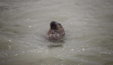 Seal makes an appearance at Weymouth Beach during storm