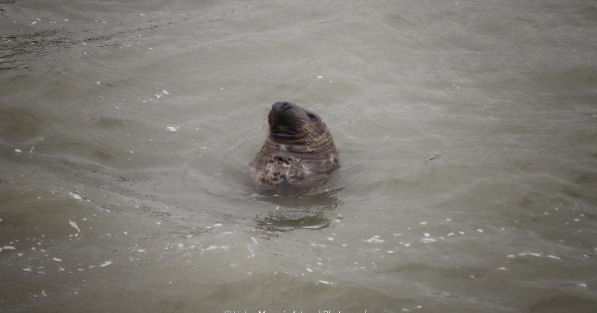 Seal makes an appearance at Weymouth Beach during storm
