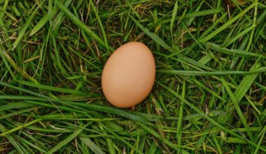 Brits told to leave eggs in their gardens— Here’s why