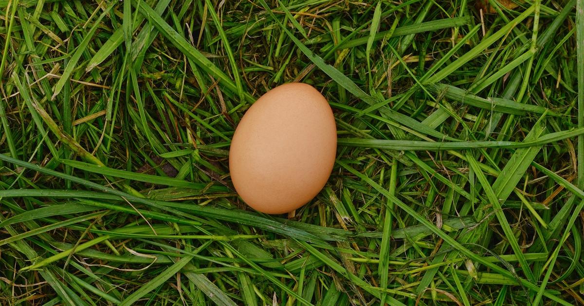 Brits told to leave eggs in their gardens— Here’s why