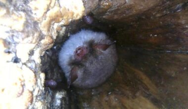 Rare natterer's bat nesting discovered at The Bug Parc
