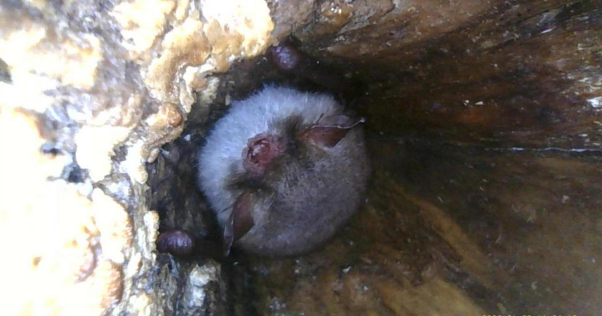 Rare natterer's bat nesting discovered at The Bug Parc