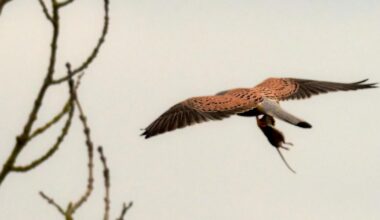 Hunting kestrel spotted at Pevensey Marshes in East Sussex