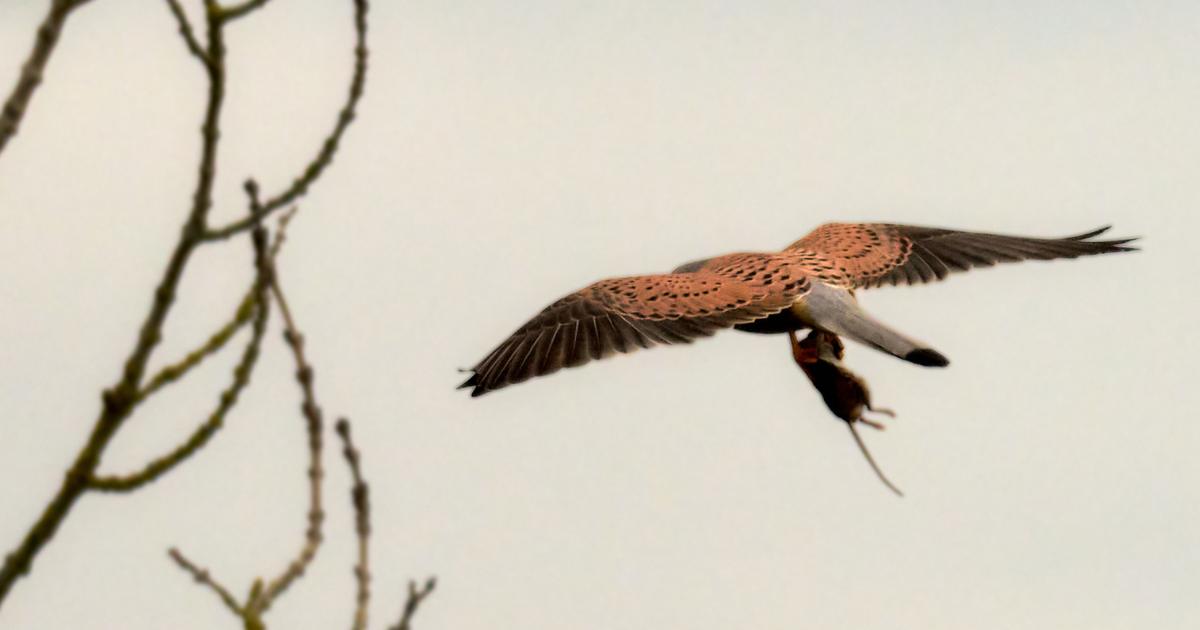 Hunting kestrel spotted at Pevensey Marshes in East Sussex