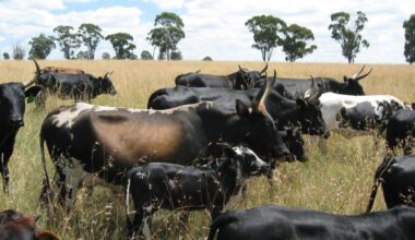 South African FMD outbreak deepens national crisis