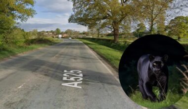 Motorist reports ‘puma’ sighting near Bangor-on-Dee