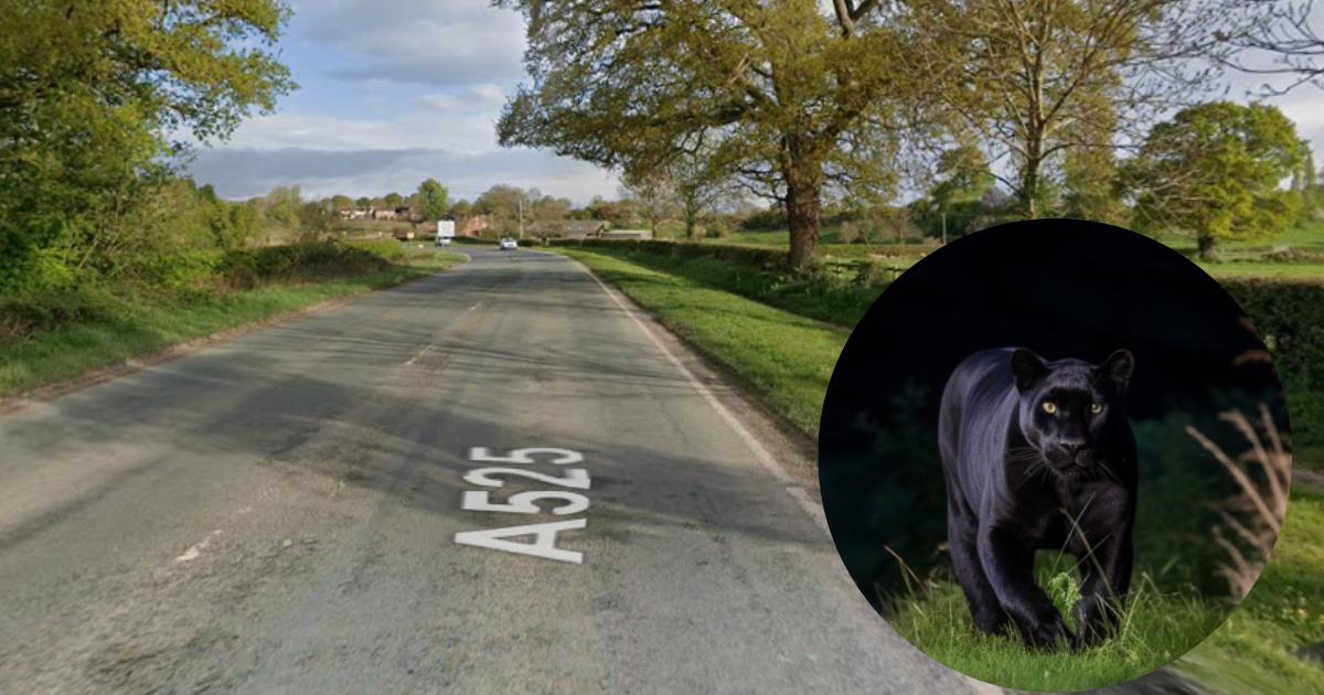 Motorist reports ‘puma’ sighting near Bangor-on-Dee