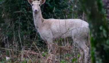 Rare all-white deer spotted wandering through New Forest