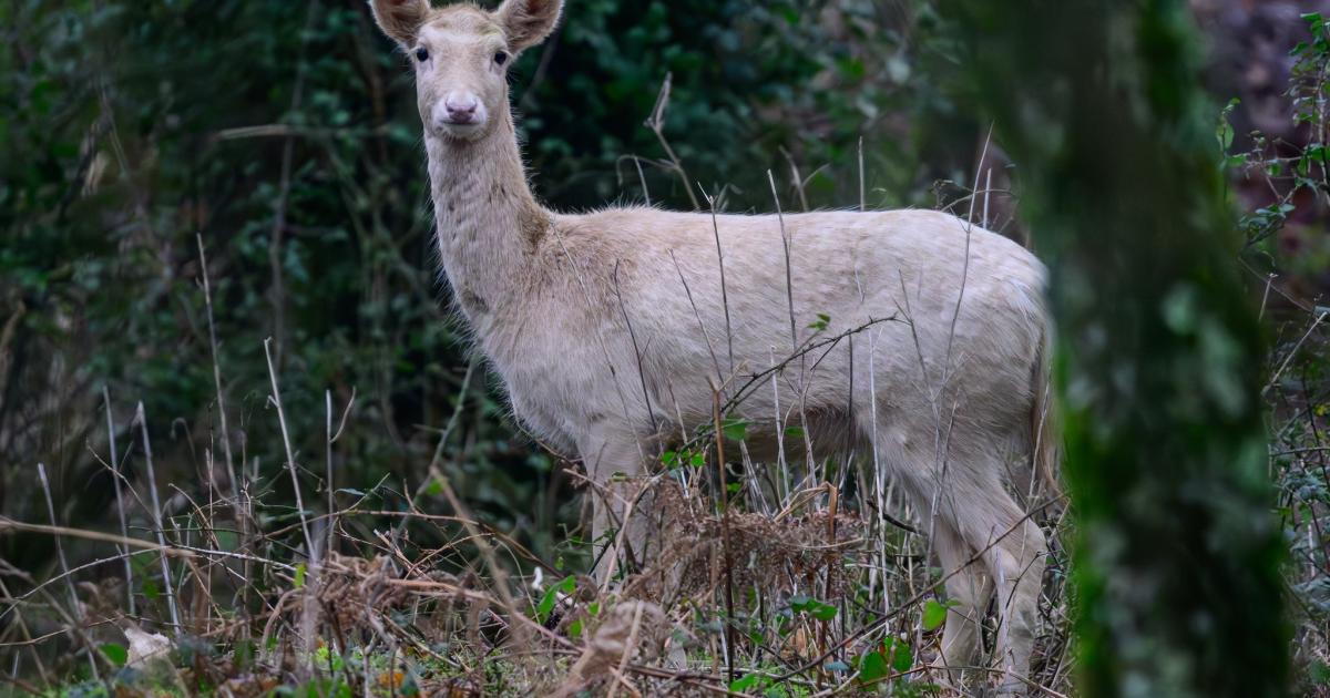 Rare all-white deer spotted wandering through New Forest