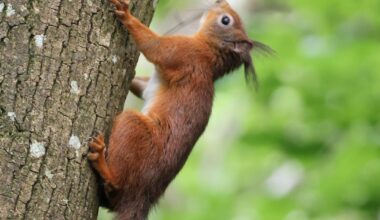 Isle of Wight Red Squirrel Trust expands protected woodland