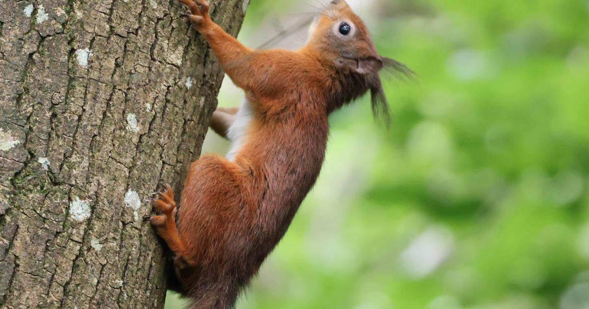 Isle of Wight Red Squirrel Trust expands protected woodland