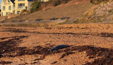 Council plan to remove headless seal from Bowleaze Cove