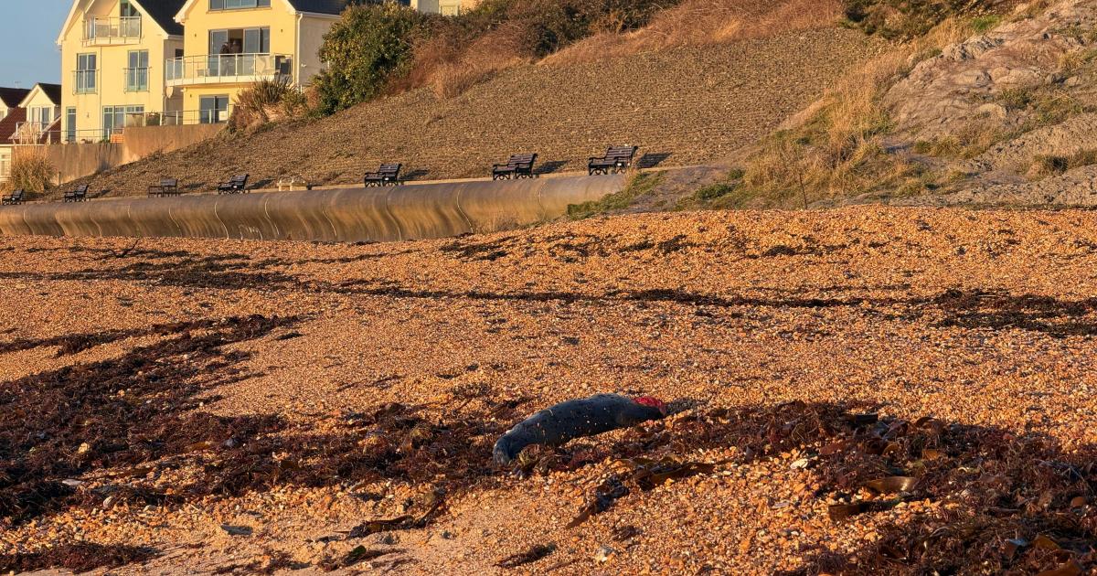 Council plan to remove headless seal from Bowleaze Cove