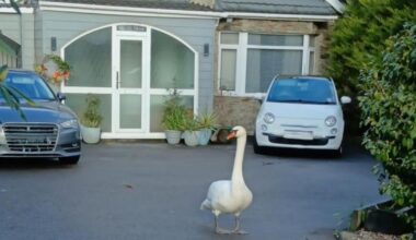 Swan brings traffic to a halt on Dorset road