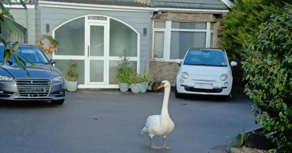 Swan brings traffic to a halt on Dorset road