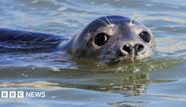A grey seal pup in the water at Newburgh in Aberdeenshire, its nose and eyes are above water level.