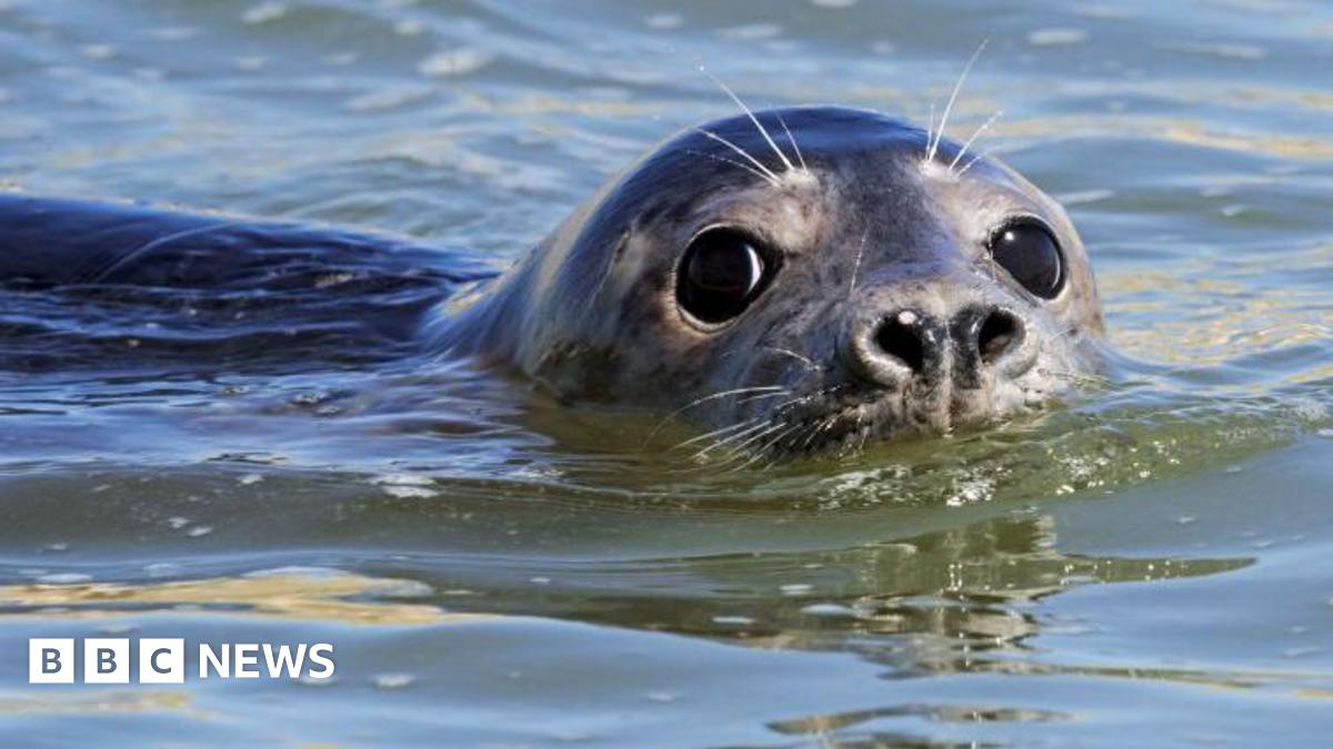 A grey seal pup in the water at Newburgh in Aberdeenshire, its nose and eyes are above water level.