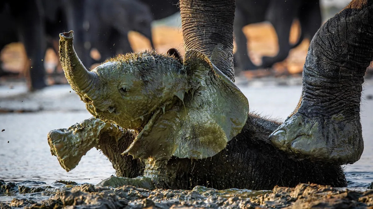 Baby Elephant Having a ‘Pool Party’ in a Puddle Is Total Cuteness Overload