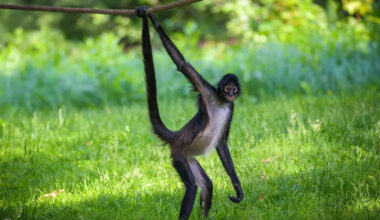Cheeky Spider Monkey Let Himself in to a Hotel Room in Mexico and Gets Comfy Like He Owns the Place