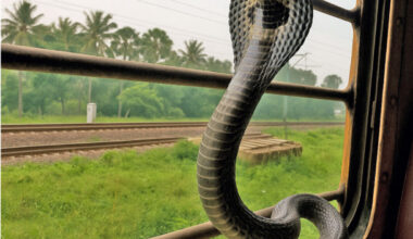 An Indian Cobra (Naja naja) on a windowsill in the moving Lokshakti Express train near Valsad, Gujarat State, India. Photo by Dikansh S. Parmar Sameer Lakhani.