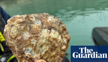 Dublin Bay’s oyster graveyard rises from dead in effort to restore rich ecosystem | Ireland