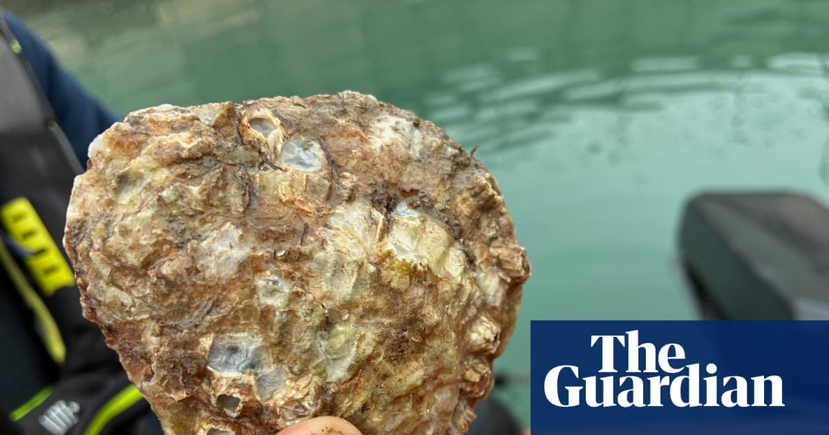 Dublin Bay’s oyster graveyard rises from dead in effort to restore rich ecosystem | Ireland