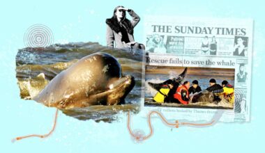 My mission to save the Thames whale — 20 years on