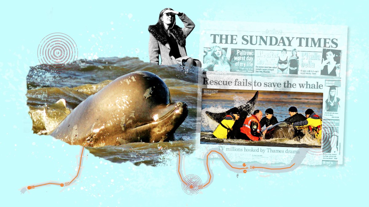 My mission to save the Thames whale — 20 years on