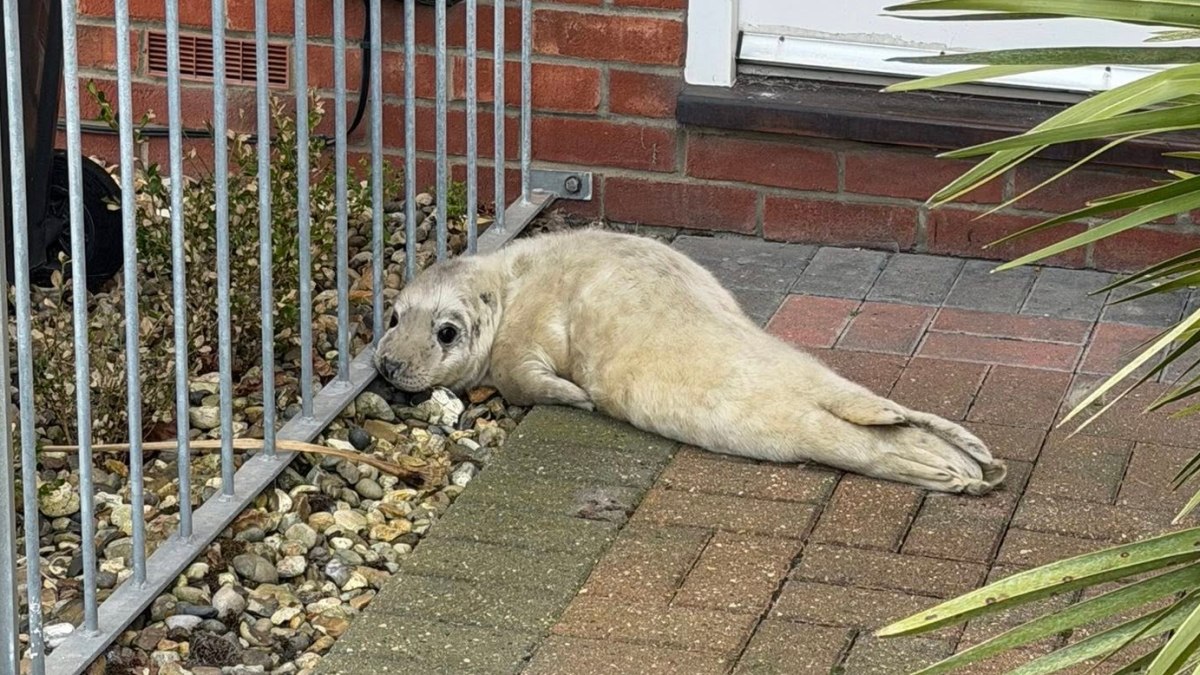 How seal experts saved Cold Call, the pup who washed up in a garden