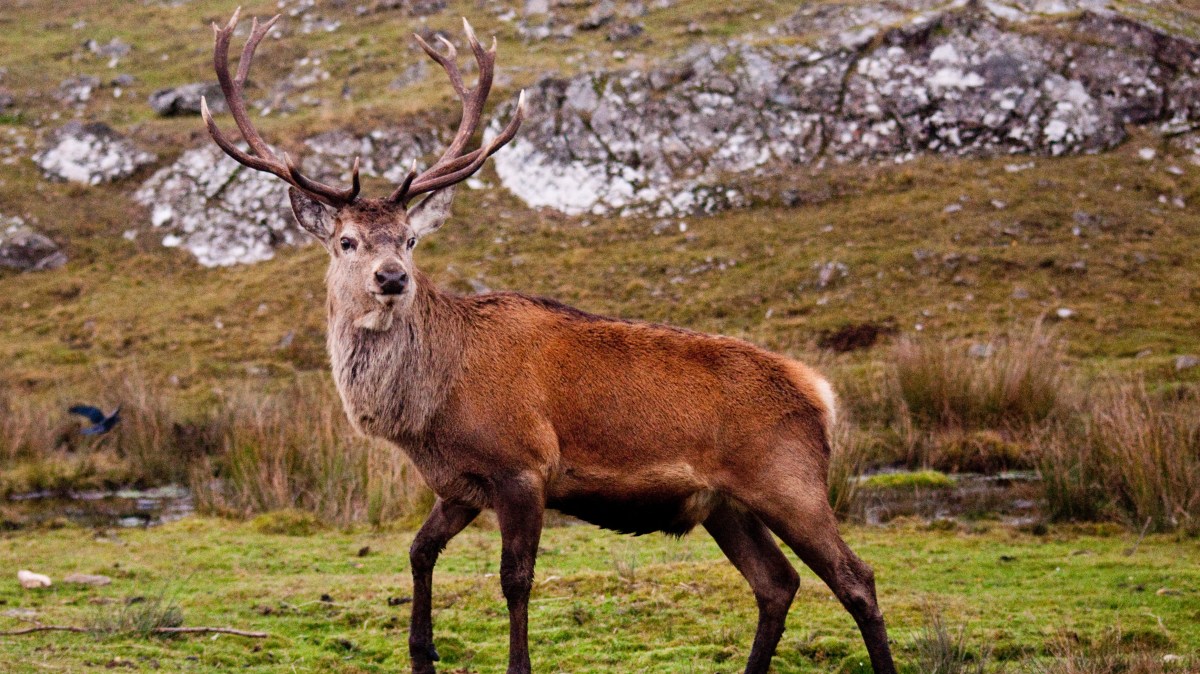 Stag on student menu could help save trees