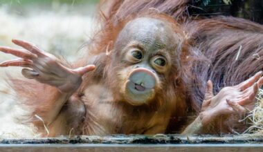 A baby orangutan plays to the crowd — and other news in pictures
