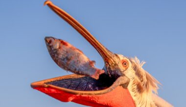 A pelican lunges for the camera — and other news in pictures
