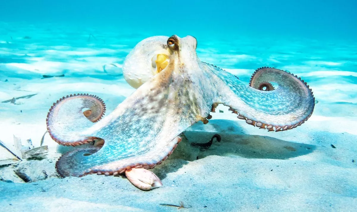 Octopus