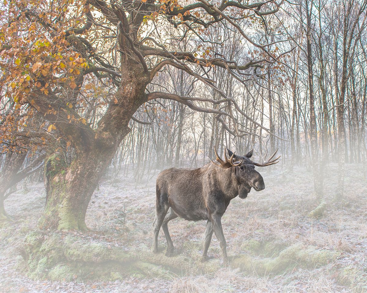 Moose or elk spotted in mist