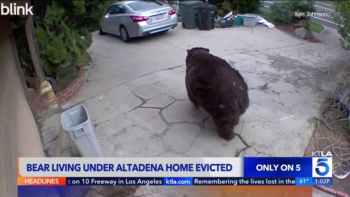 A picture of the black bear prowling outside the house in LA