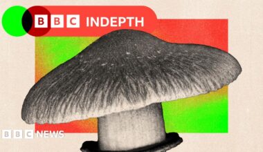 BBC InDepth