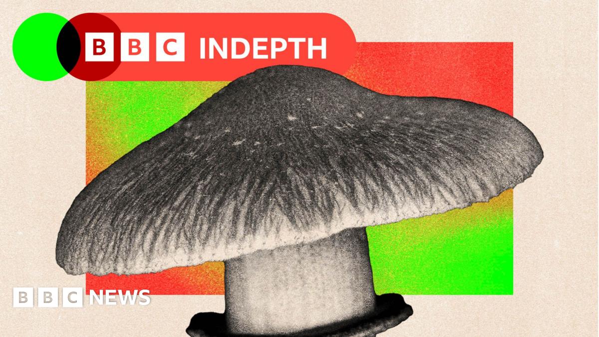 BBC InDepth