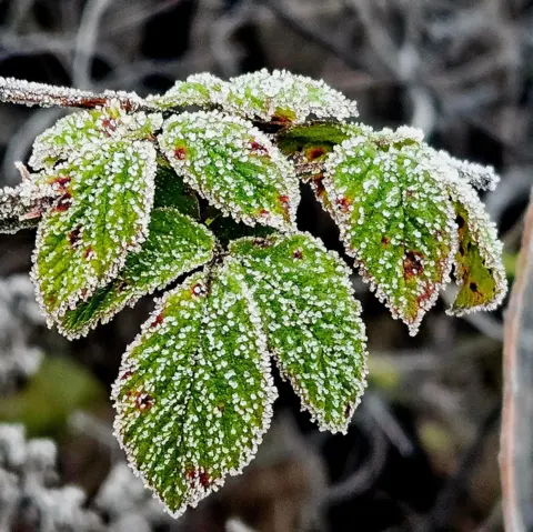 Frank Wolfe A close-up of green leaves coated in a delicate layer of frost. 