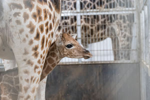 An image shows the baby giraffe born to mum Arusha at West Midlands Safari Park on January 20 2026.