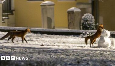 A fox playing with a snowman and another fox running behind it. The ground is covered in snow and yellow houses can be seen in the background.