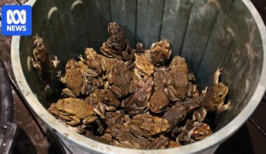 More than 1,000 cane toads captured in first Darwin botanic gardens bust in years