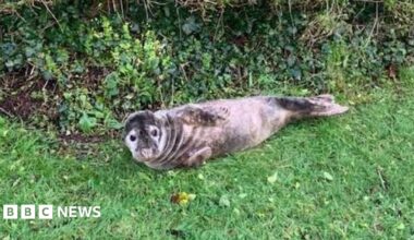 A seal pup in a garden on grass in front of hedge. The seal is grey and black coloured and looking at the camera.